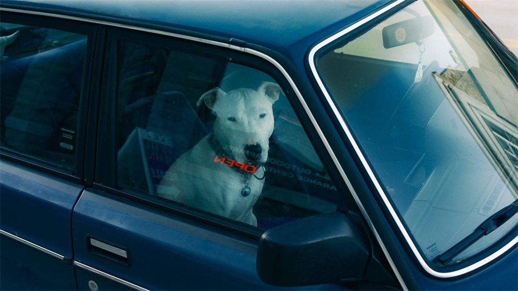 Cachorro olhando pela janela de um carro em dia de chuva